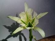 Hymenocallis Sulphur Queen